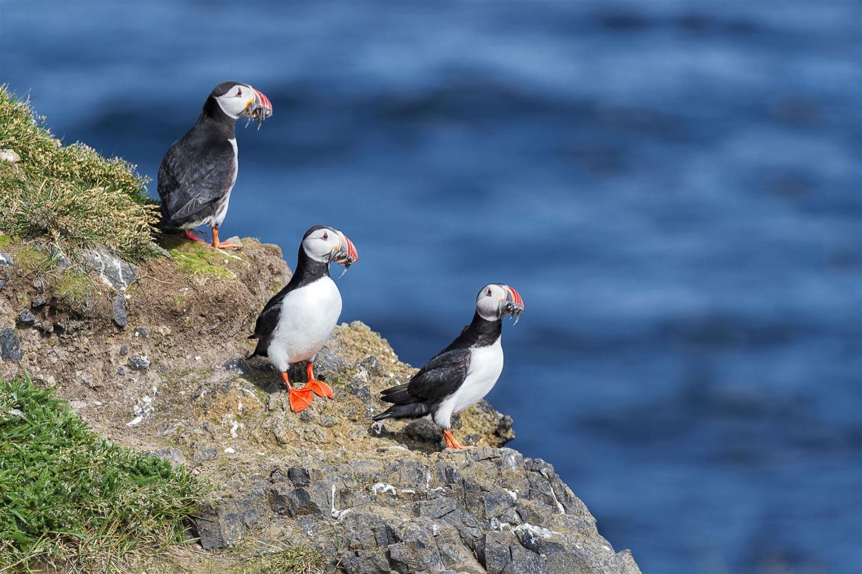 Papageitaucher an Islands Küste