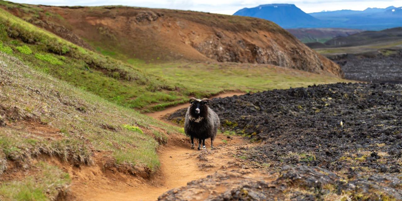 Ein Bock auf einem Pfad zwischen grünem Gras und schwarzer Lavalandschaft