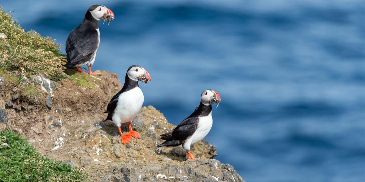 drei Papageitauscher sitzen auf Felsen und warten die Jungtiere zu füttern