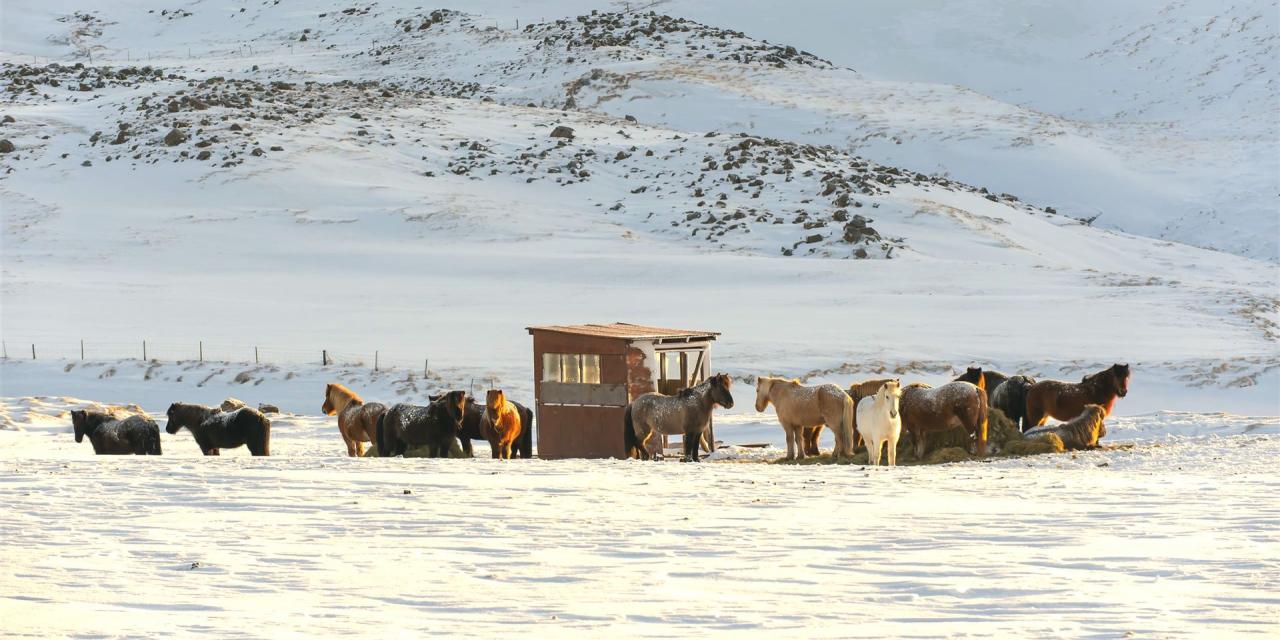 Island Pferde im Schnee stehend am Futterunterstand