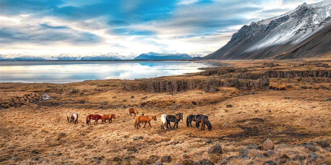 Island Pferde im Abendlicht in freier Natur vor Bergen im Winter